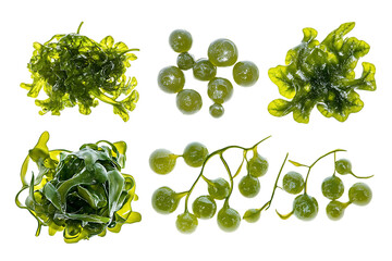 Set of sea grapes ( green caviar ) seaweed isolated png on a transparent background