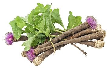 Burdock roots or kobo isolated png on a transparent background
