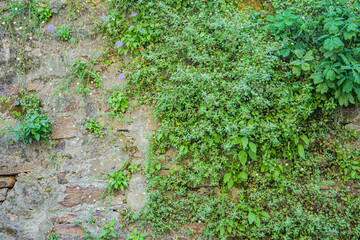 Details of old stone wall with moss with strong texture