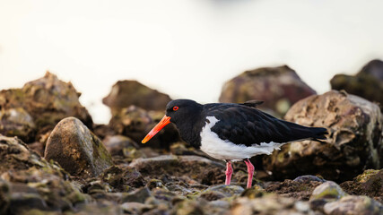 Pied oystercatcher at sunset