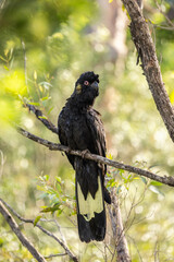 Male yellow-tailed black cockatoo