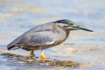 Striated heron wading in ocean