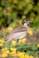 Beach stone-curlew