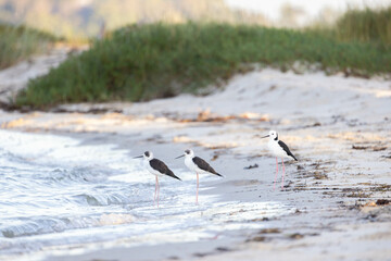 Pied stilts on beach shore at sunset