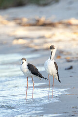 Juvenile pied stilts