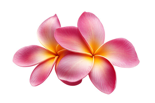 Tropical flowers frangipani (plumeria) isolated on a white background