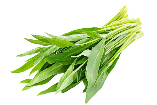 Water spinach isolated on a white background