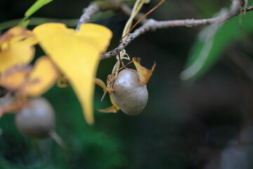 山芋の葉の付け根に生える球形の芽、秋の味覚