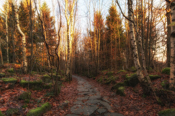 autumn forest in the morning