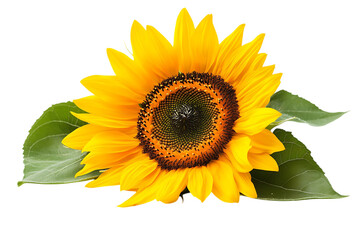 Obraz premium Sunflower isolated on a white background