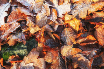 background of autumn leaves