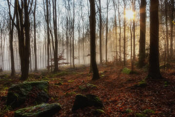 Fototapeta premium morning in the forest