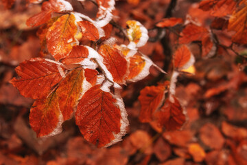 autumn leaves in the park