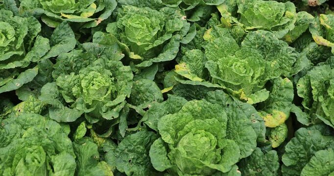 Green chinese cabbage crops in garden