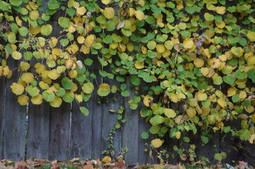 fence with leaves