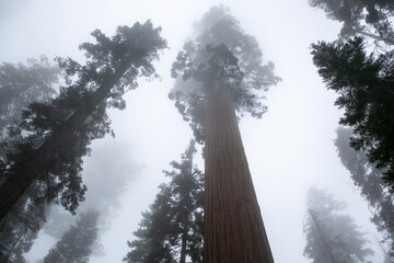 Towering Giant Sequoia