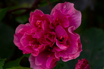 雨露のハイビスカス