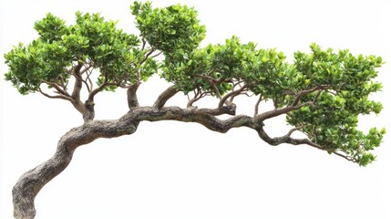 Fototapeta premium PNG Plant tree branch nature.