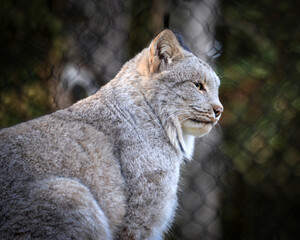 Fototapeta premium Canada Lynx at Woodland Park Zoo