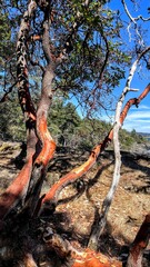 arbutus trees