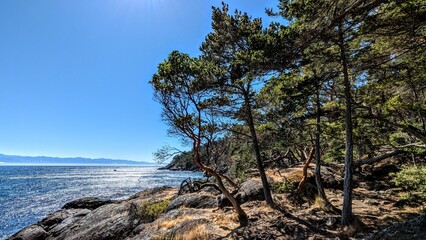 pine tree on the coast of British Columbia
