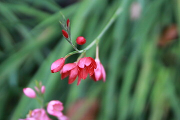Pink flowers