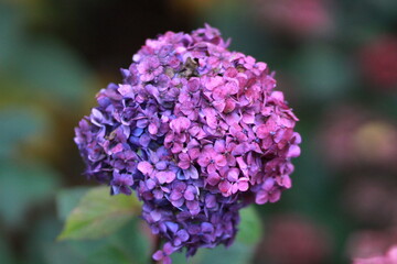 Obraz premium Violet Hydrangea