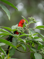Australian King-Parrots  (Alisterus scapularis) gathering fruit. natures food chain.