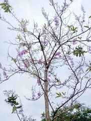 tree with blue sky