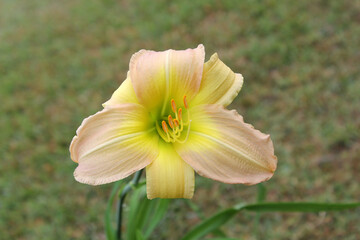 Fototapeta premium Pastel pink and yellow Daylily flower with a green grass background
