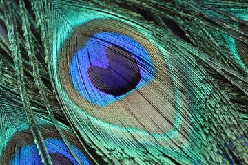 Fototapeta premium Beautiful bright peacock feathers as background, closeup