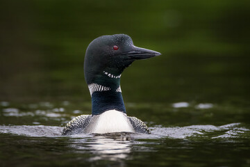 Common Loon swimming looking at camera