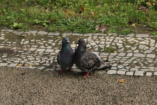 Casal de pombos