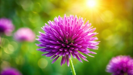 Obraz premium Beautiful purple flower blooming in nature, purple, flower, growing, nature, beautiful, pretty, blooming, plant, garden