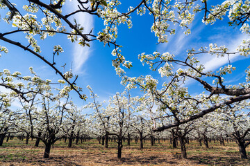 Fototapeta premium Pear flowers bloom in spring
