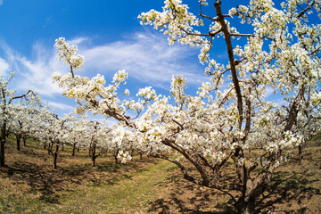Pear flowers bloom in spring