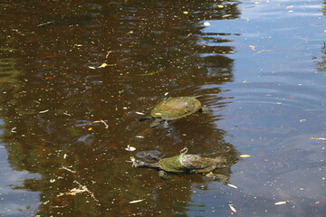 two large green turtles swimming in a pond