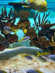 coral reef and fish
