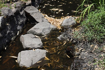 close-up stepping stone path across a narrow, shallow creek