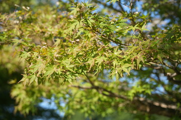 滋賀県　奥びわスポーツの森の風景