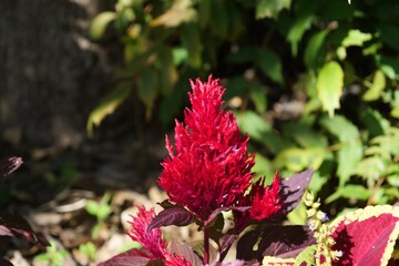 花壇に植えられているケイトウ