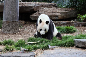wide-angle giant panda bear sitting with bamboo shoot and small birds in front