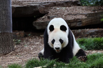 Obraz premium close-up giant panda bear sitting with bamboo shoot and small birds in front