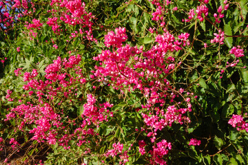Fototapeta premium Closeup of flowering Queens Wreath also known as Coral Vine (Antigonon leptopus) in late afternoon autumn, nature background 