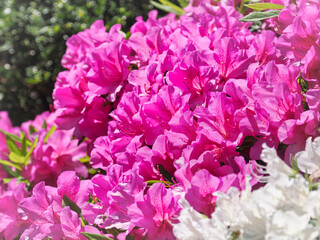 満開のツツジの花