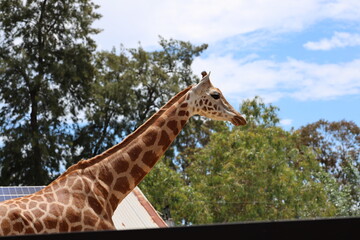 tall giraffe in profile against green trees and blue partly-cloudy skies (sky)