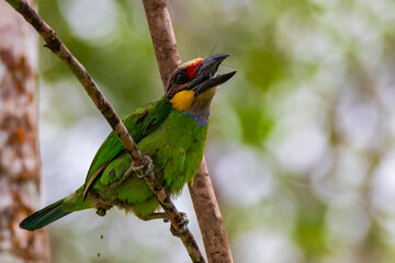 A golden-whiskered barbet in nature