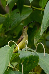 A vibrant long-billed spiderhunter in nature