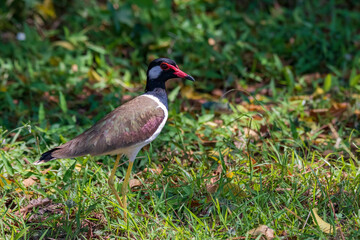 A red-wattled lapwing in nature