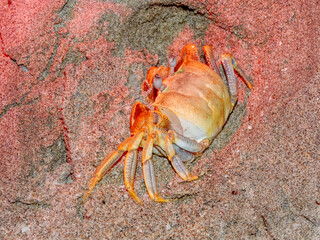 Golden Ghost Crab (Ocypode convexa) in Australia